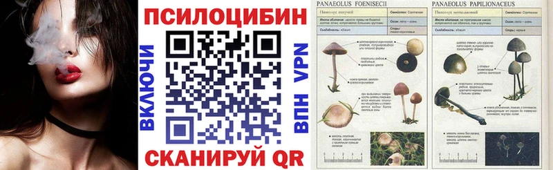 Псилоцибиновые грибы Psilocybe Купить где Касли